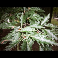 Hetre fougere, Fagus sylvatica Asplenifolia (fam. Fagacees) (Europe) (5)